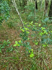 Alyxia ruscifolia
