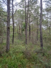 Callitris columellaris