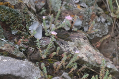 Pseudosedum ferganense