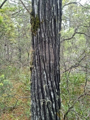 Callitris columellaris