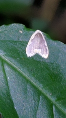 Diduga nantouensis