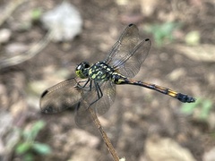Agrionoptera insignis
