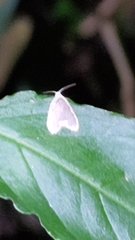 Diduga nantouensis