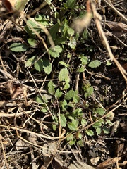 Arabidopsis thaliana