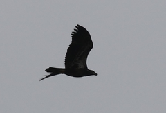Haliaeetus leucocephalus