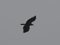 Haliaeetus leucocephalus