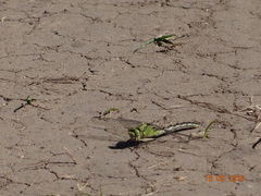 Ophiogomphus cecilia