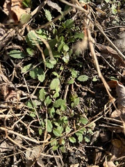 Arabidopsis thaliana