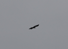 Haliaeetus leucocephalus