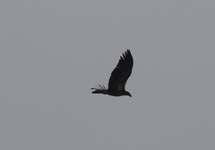 Haliaeetus leucocephalus