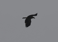 Haliaeetus leucocephalus