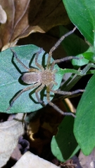 Sparassidae