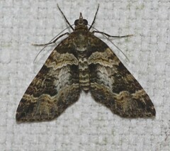 Crasilogia gressitti