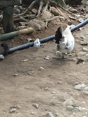 Gallus gallus domesticus