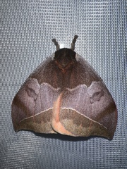 Automeris bilinea