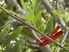 Neurothemis terminata