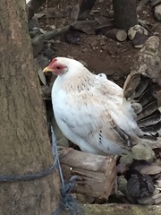 Gallus gallus domesticus