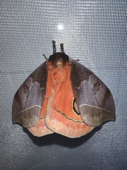 Automeris bilinea