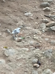 Gallus gallus domesticus