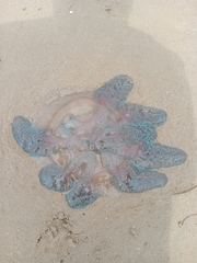 Catostylus