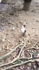 Gallus gallus domesticus