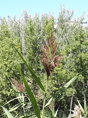 Phragmites australis