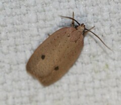 Euprionocera geminipuncta