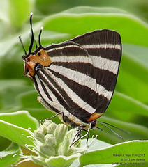 Panthiades bathildis