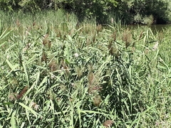 Phragmites australis