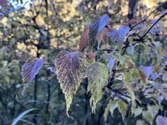 Viburnum betulifolium