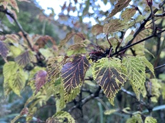 Viburnum betulifolium