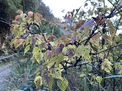 Viburnum betulifolium