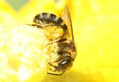 Leuchalictus