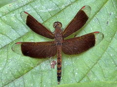 Neurothemis terminata