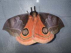 Automeris bilinea