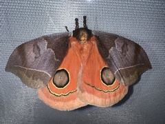 Automeris bilinea