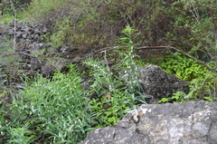 Polygonatum sewerzowii