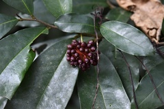 Polyalthia suberosa