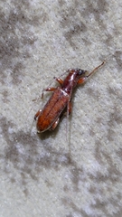 Cerambycinae