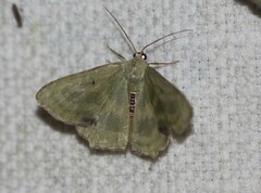 Metallochlora lineata