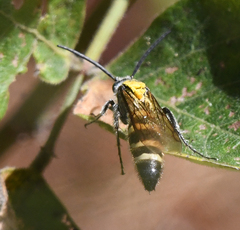 Dielis plumipes