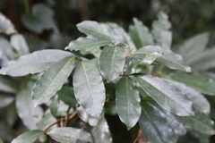 Polyalthia suberosa