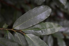 Polyalthia suberosa