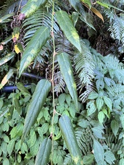 Rubus liui