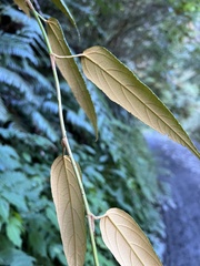 Rubus liui