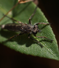Asilidae