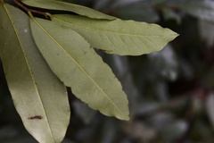 Polyalthia suberosa