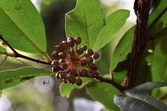 Polyalthia suberosa