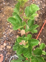 Searsia tomentosa