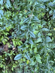 Prinsepia scandens